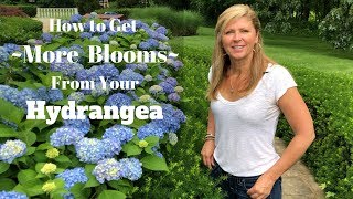 How to Get More Blooms From Your Hydrangea [upl. by Hemingway13]