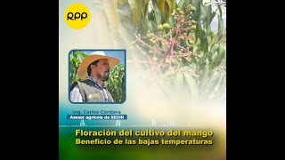 SedirEnMedios  Entrevista Floración del Mango [upl. by Bernstein]