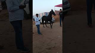 Stallion chkor tela sted farm tela trendingshorts horse horselover treningno1 indianfarmer [upl. by Ocir74]