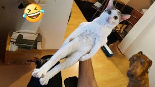 Try Not To Laugh Cats And Dogs Videos 😁  New Funny Animals Video 2024 2 [upl. by Ellerd]