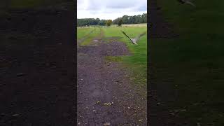 GYRSAKER FALCON TAKEOFF [upl. by Ticknor998]