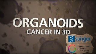 Organoids Cancer in 3D  Sanger Institute [upl. by Yewed181]