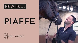 How to train Piaffe  Begijnhoeve  How to 1 [upl. by Thorvald]