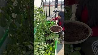 Which is the best fertilizer for vegetables terracegarden youtubeshorts [upl. by Derfnam200]