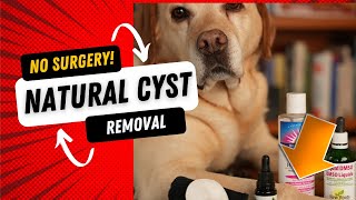 How To Get Rid of a Dog Cyst Naturally [upl. by Navac]