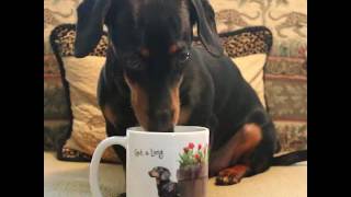 How Crusoe the Dachshund Gets Ready for His Day [upl. by Kort]