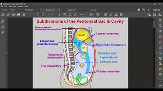 L4 ANATOMY Epiploic Foramen [upl. by Dugaid764]