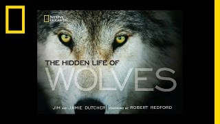 The Hidden Life of Wolves  National Geographic [upl. by Ahsinrev]