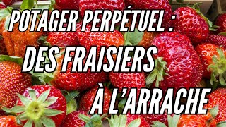 Potager perpétuel  planter des Fraisiers à larrache [upl. by Norse]