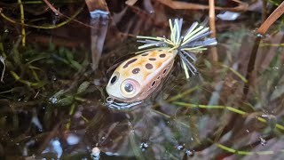 New Frog Bait Gets Demolished Close Up Pike Topwater Smash [upl. by Adamsun]