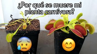 ¿Por qué se muere mi planta carnivora  Segunda Parte Etiolación [upl. by Hannahc531]