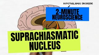 2Minute Neuroscience Suprachiasmatic Nucleus [upl. by Dennis]