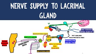 NERVE SUPPLY TO LACRIMAL GLAND  NEUROANATOMY [upl. by Seel]