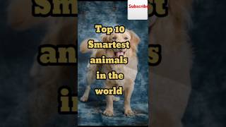 Top 10 Smartest animals in the world Top 10 trending viralshortsanimals top smart [upl. by Valentin]