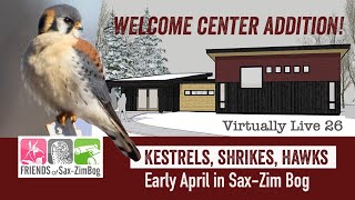 SaxZim Bog in April Harrier sky dance Kestrels mating Shrike update RLHA Virtually Live 26 S3E1 [upl. by Ilenna]