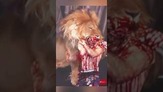 সার্কাসের মধ্যে সিংহ এবং বাঘের আক্রমণ  Lion revenge  tiger attack  animal encounter shortsvideo [upl. by Anaz361]