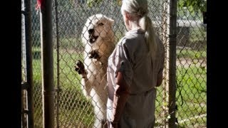 Alaskan Arctic White Wolf Threatens To Attack Keeper [upl. by Bridgette]