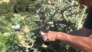 FeralKevin Presents Wild Artichoke Thistle Cynara cardunculus [upl. by Ger]