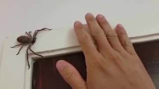 Australian Huntsman Spider Catch and Release [upl. by Wadell]