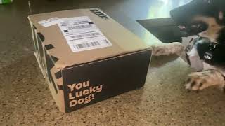 ⁠ BarkBox ​⁠ madden barkbox dog puppy excited toys 8months fyp [upl. by Arlee]