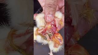 How to diagnose air sacculitis and why Ecoli is chasing broiler and causing colibacilosis chicken [upl. by Yelak]