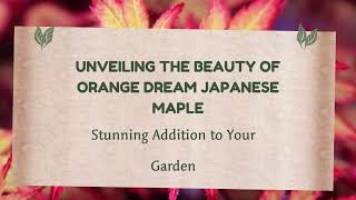 Vibrant Visions Exploring the Orange Dream Japanese Maple [upl. by Letsyrc]