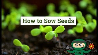 How to sow seeds and grow your own plants [upl. by Lobel]