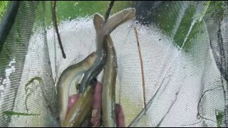 VIDÉO Les anguilles scrutées de près dans le Marais poitevin [upl. by Africah]