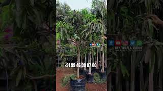 കവറിൽ വെച്ച മാമ്പഴത്തോടുകൂടിയ നീലൻ മാവ് NEELAM MANGO Green Agro Farm Randathani [upl. by Natanhoj]