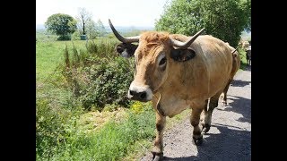 Transhumance 2017 Race Aubrac Château Cropières Raulhac Cantal France [upl. by Tsiuqram]