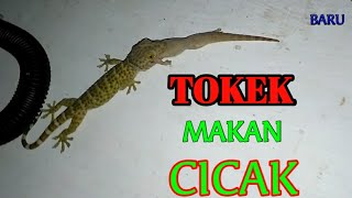 SADIS TOKEK MAKAN CICAK [upl. by Glovsky]