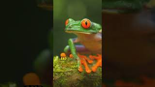 Introducing The Red Eyed Tree Frog [upl. by Teryn]