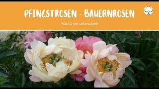 Was ist der Unterschied zwischen Bauernrose und Pfingstrose [upl. by Elfont]