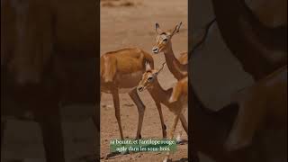 Les Antilopes du Gabon  Joyaux de la Faune [upl. by Tillo]