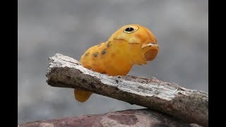 Spicebush Swallowtail Caterpillar [upl. by Willy604]