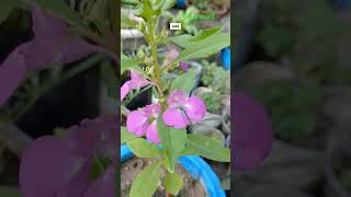 Beautiful Balsam flower plants gardening viralshorts youtubeshorts [upl. by Ashford]