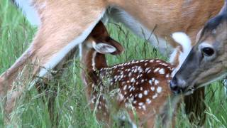 Whitetail Fawn Nursing Part 1 of 2 [upl. by Car666]