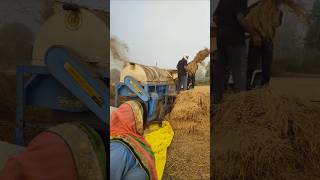 New Holland 50paddy harvestingaggriculture shortvideo [upl. by Hevak]