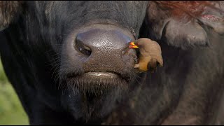 Oxpecker cleaning a buffalo’s nostrils and ears [upl. by Flavian]