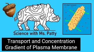 Passive Transport and Concentration Gradient of a Plasma Membrane [upl. by Yevette]