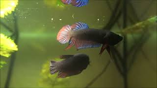 Siamesischer Kampffisch Betta splendens Wildform [upl. by Drofliw568]