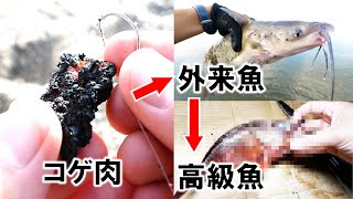 コゲ肉が高級魚に変わる「わらしべ長者」 [upl. by Ymmas]