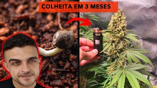 Como plantar sementes automáticas no cultivo indoor e outdoor [upl. by Kartis516]