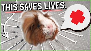 Guinea Pig First Aid Kit and Complete Home Care Guide [upl. by Gnod]