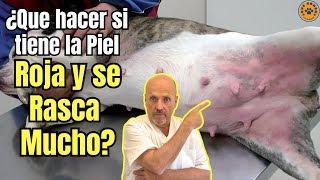 🆘 ¿QUE HACER SI MI PERRO TIENE LA PIEL ROJA Y SE RASCA MUCHO 🆘 [upl. by Drofxer]