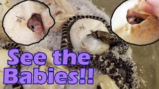 We have Baby Bullsnakes See them in 4k [upl. by Gracie]