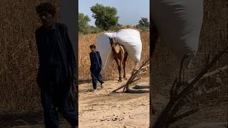 الصحراء والصحراء يضع أهل ثار أحمالًا ثقيلة على الجمال camel animals desert camellife wildlife [upl. by Dilaw]