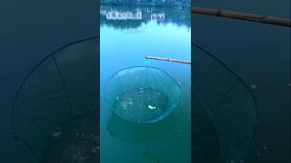 Amazing Fishing Idea 🥰 shorts ytshorts [upl. by Sylvia]