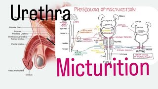 urethra and micturition viral trending YouTube [upl. by Benkley806]