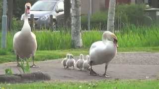 Swan Family Goes for a Walk [upl. by Philo547]